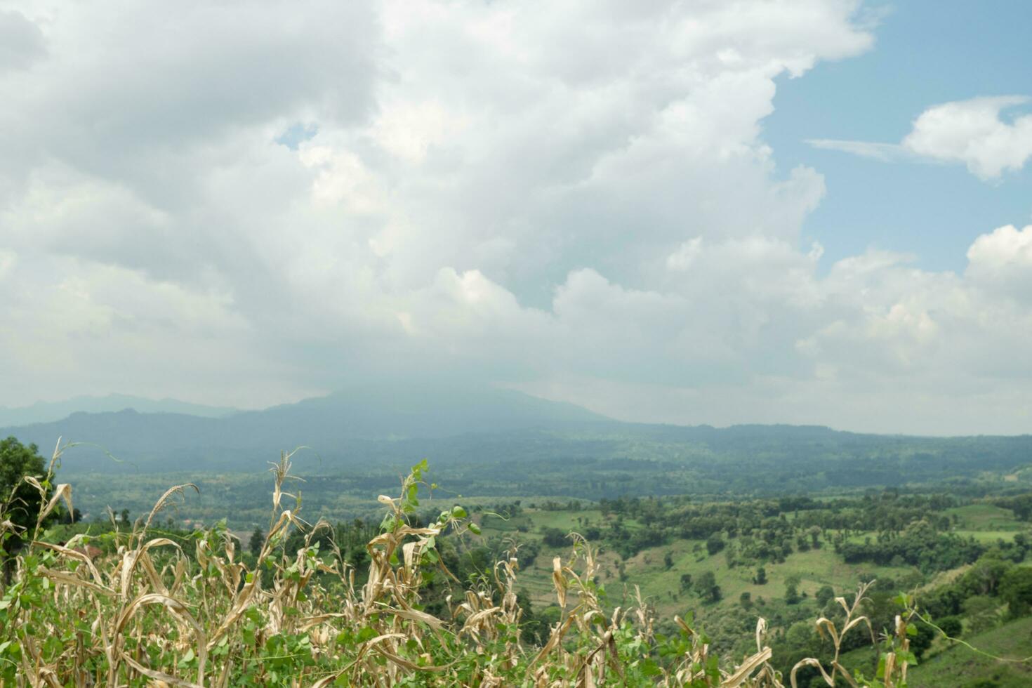 Landschaft Tabak und Mais Feld wann trocken Jahreszeit mit Blau Himmel und wolkig Schwingungen. das Foto ist geeignet zu verwenden zum Garten Feld Inhalt Medien, Natur Poster und Bauernhof Hintergrund.