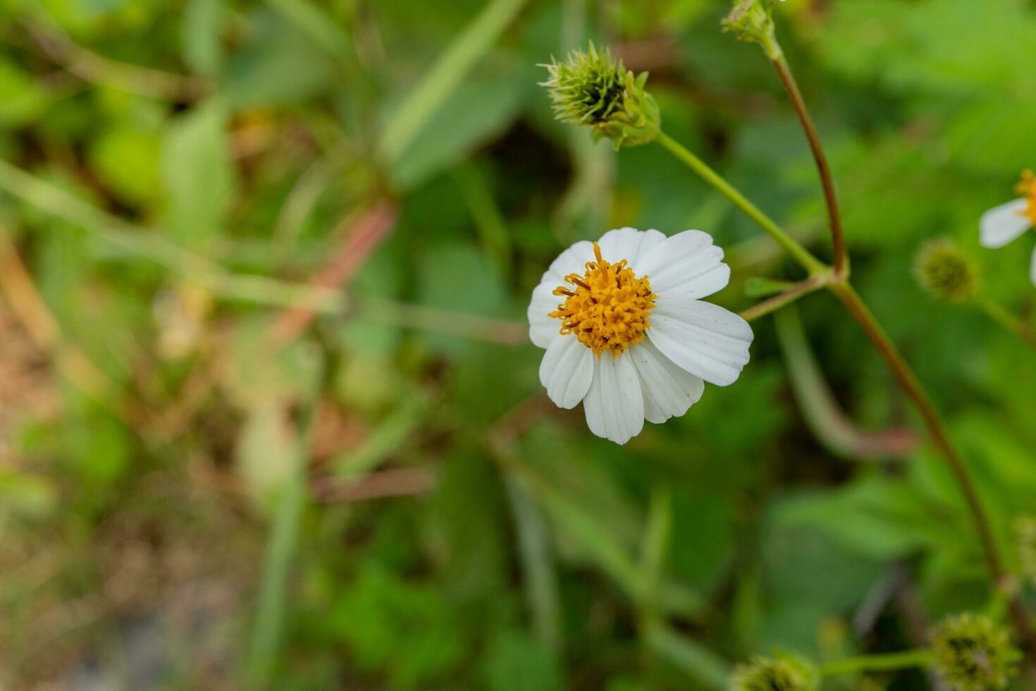 wild Weiß Blume wann ist blühen beim das Frühling Zeit. das Foto ist geeignet zu verwenden zum botanisch Blume Inhalt Medien und Natur Hintergrund.