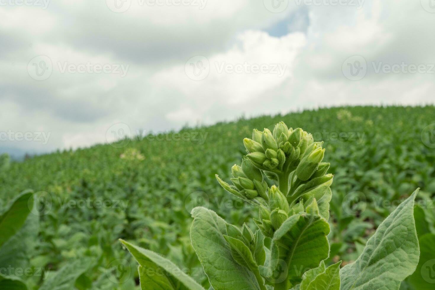 Grün Tabak Blume Knospe wann Frühling Jahreszeit auf Garten Feld. das Foto ist geeignet zu verwenden zum Garten Feld Inhalt Medien, Natur Poster und Bauernhof Hintergrund.