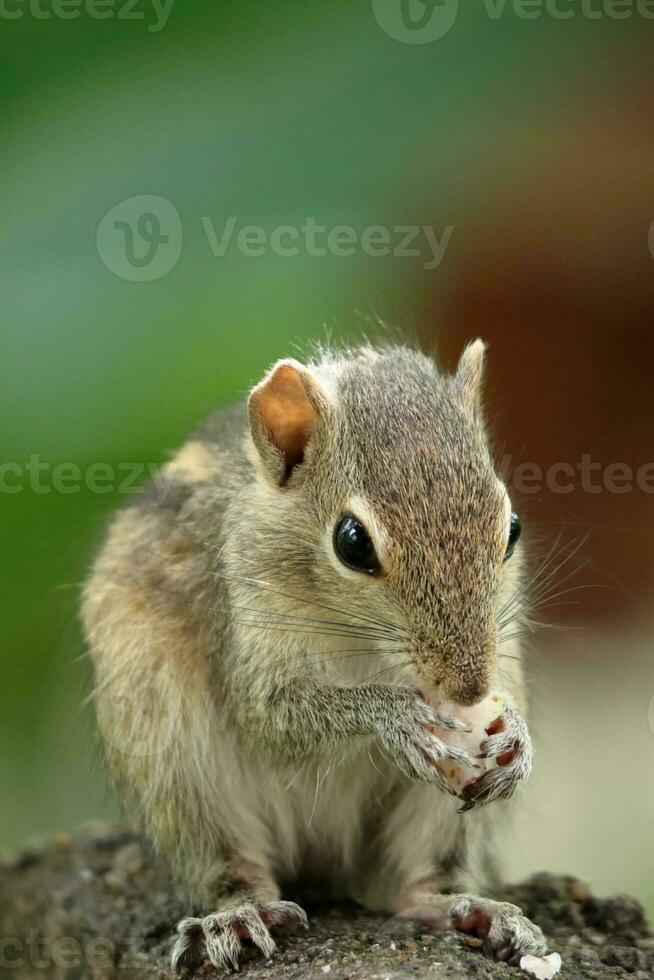 schönes eichhörnchen, das nahrung isst, nahaufnahmebild foto
