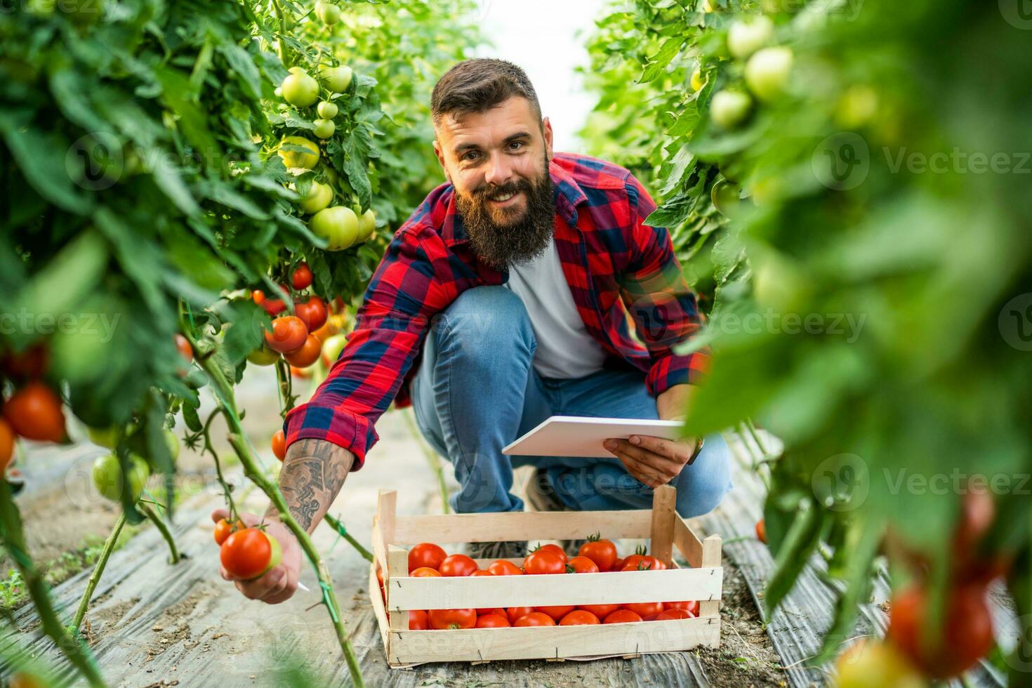 organisch Gewächshaus Geschäft. Farmer ist pflücken und Prüfung frisch und reif Tomaten im seine Gewächshaus. foto