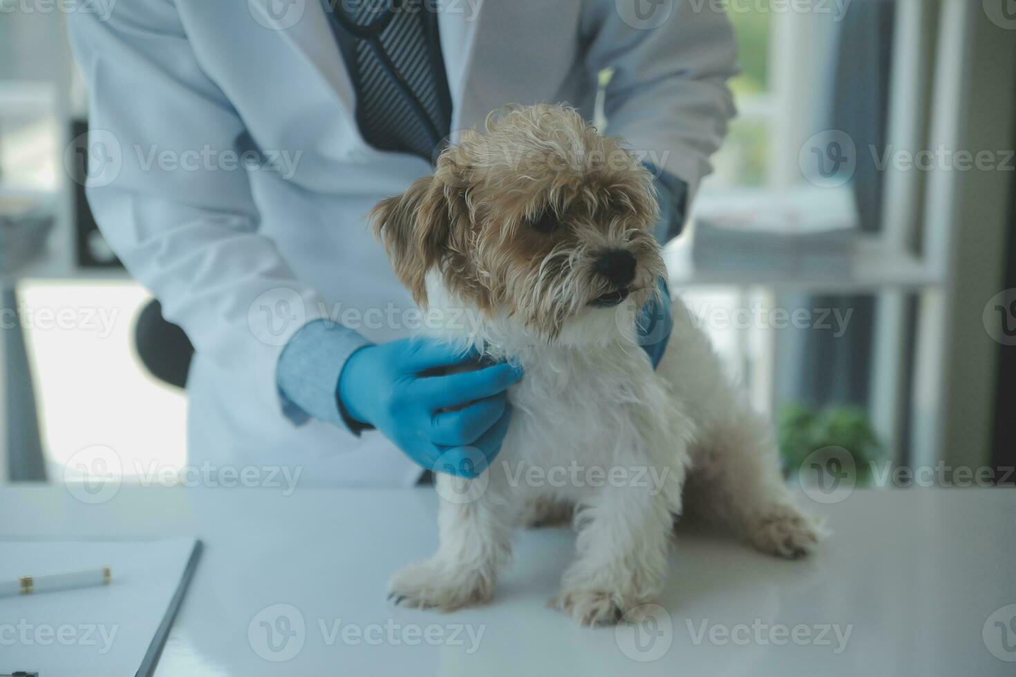 Tierarzt Prüfung Hund und Katze. Hündchen und Kätzchen beim Tierarzt Arzt. Tier Klinik. Haustier prüfen oben und Impfung. Gesundheit Pflege. foto