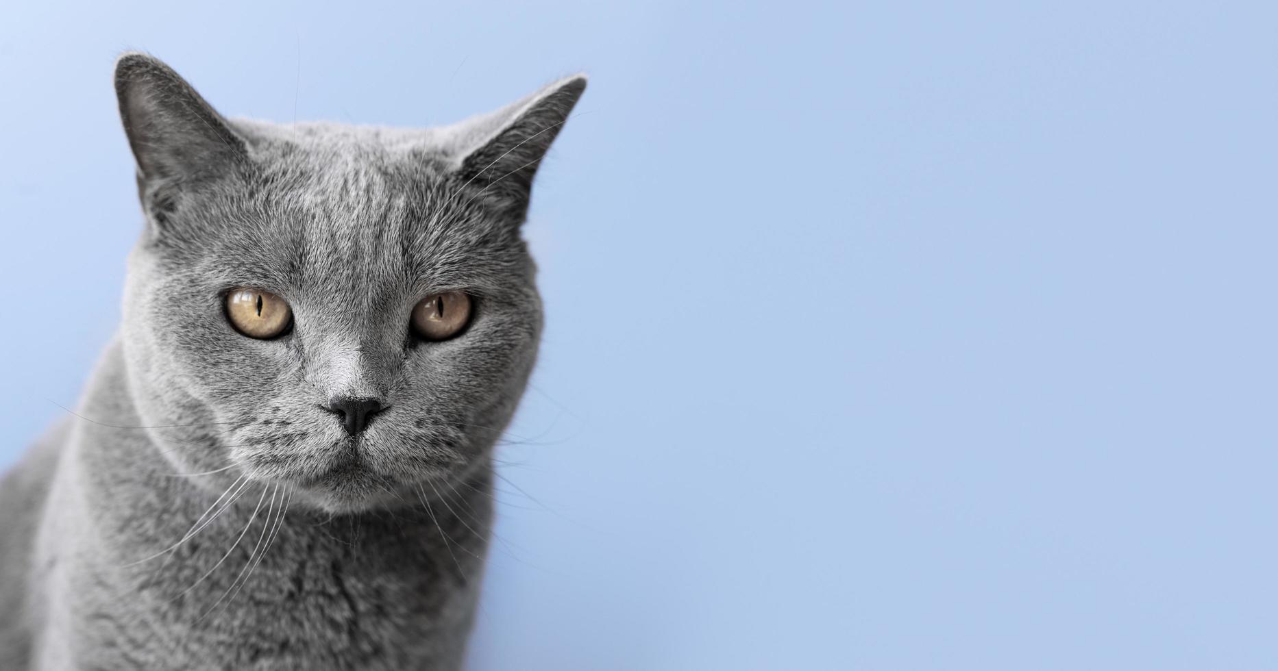 russisches blaues Kätzchen mit monochromem Wandhintergrund foto