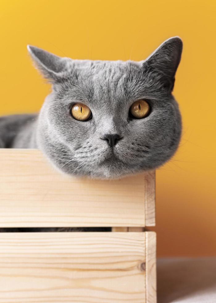 graue Katze auf gelbem Hintergrund foto