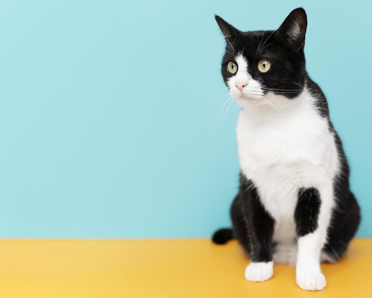 Schwarzweiss-Katze auf blauem Hintergrund foto