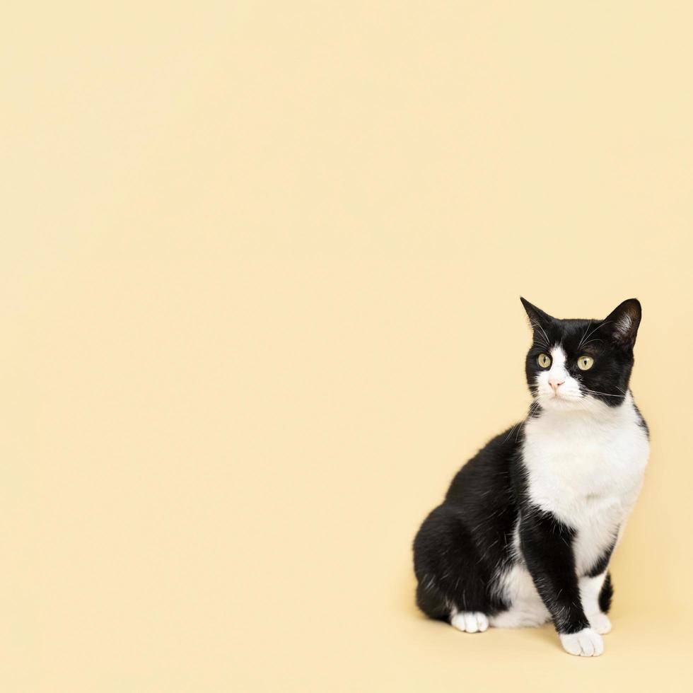 Schwarzweiss-Katze auf gelbem Hintergrund foto