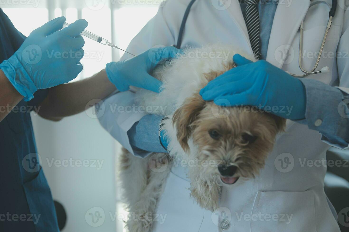 Tierarzt Prüfung Hund und Katze. Hündchen und Kätzchen beim Tierarzt Arzt. Tier Klinik. Haustier prüfen oben und Impfung. Gesundheit Pflege. foto