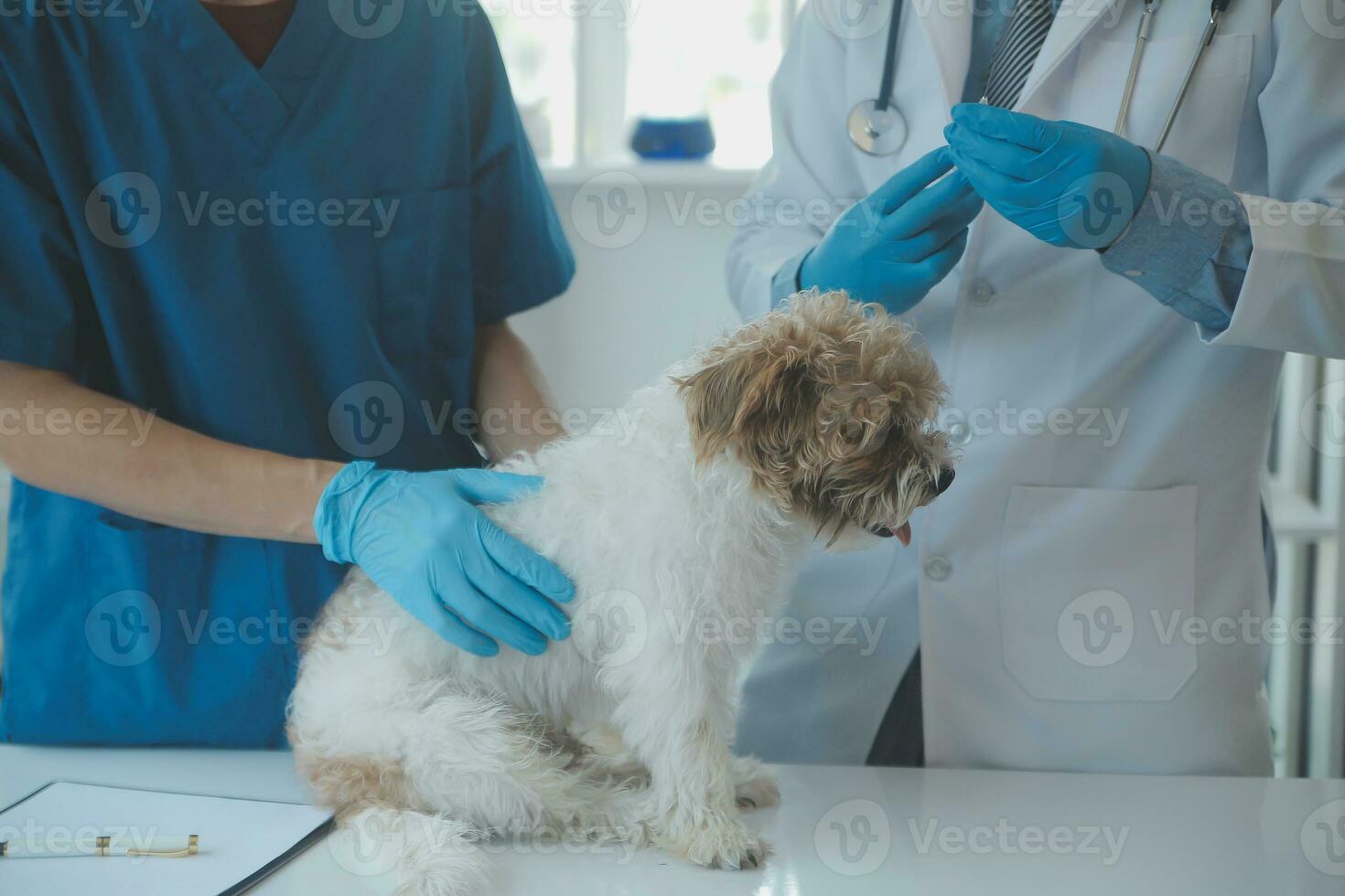 Tierarzt Prüfung Hund und Katze. Hündchen und Kätzchen beim Tierarzt Arzt. Tier Klinik. Haustier prüfen oben und Impfung. Gesundheit Pflege. foto