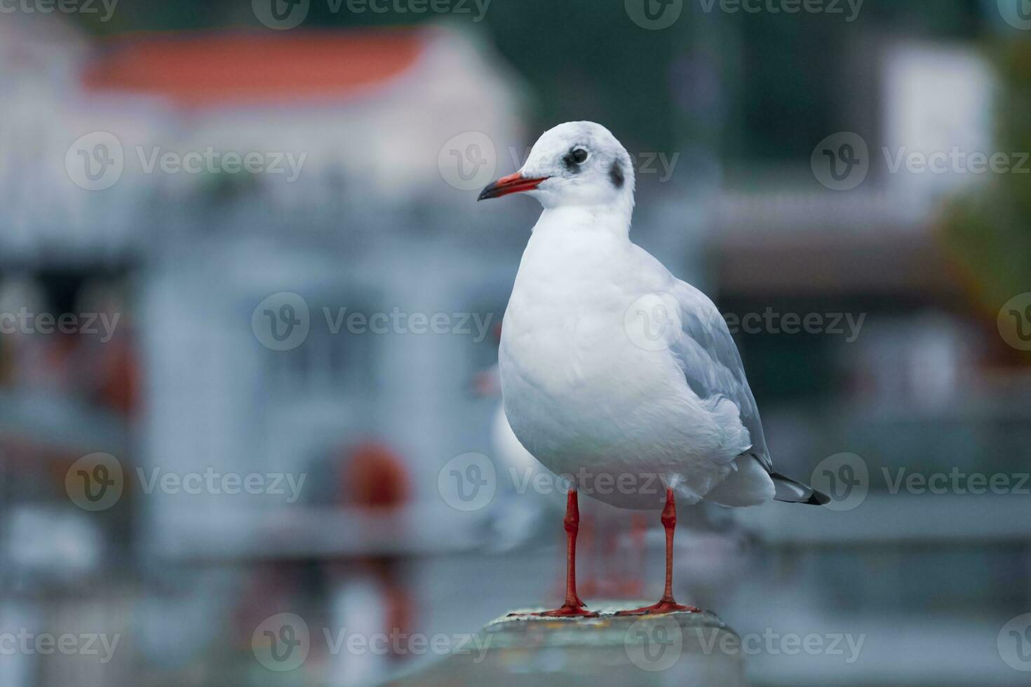 Möwe sich niederlassen auf Geländer im das Hafen foto