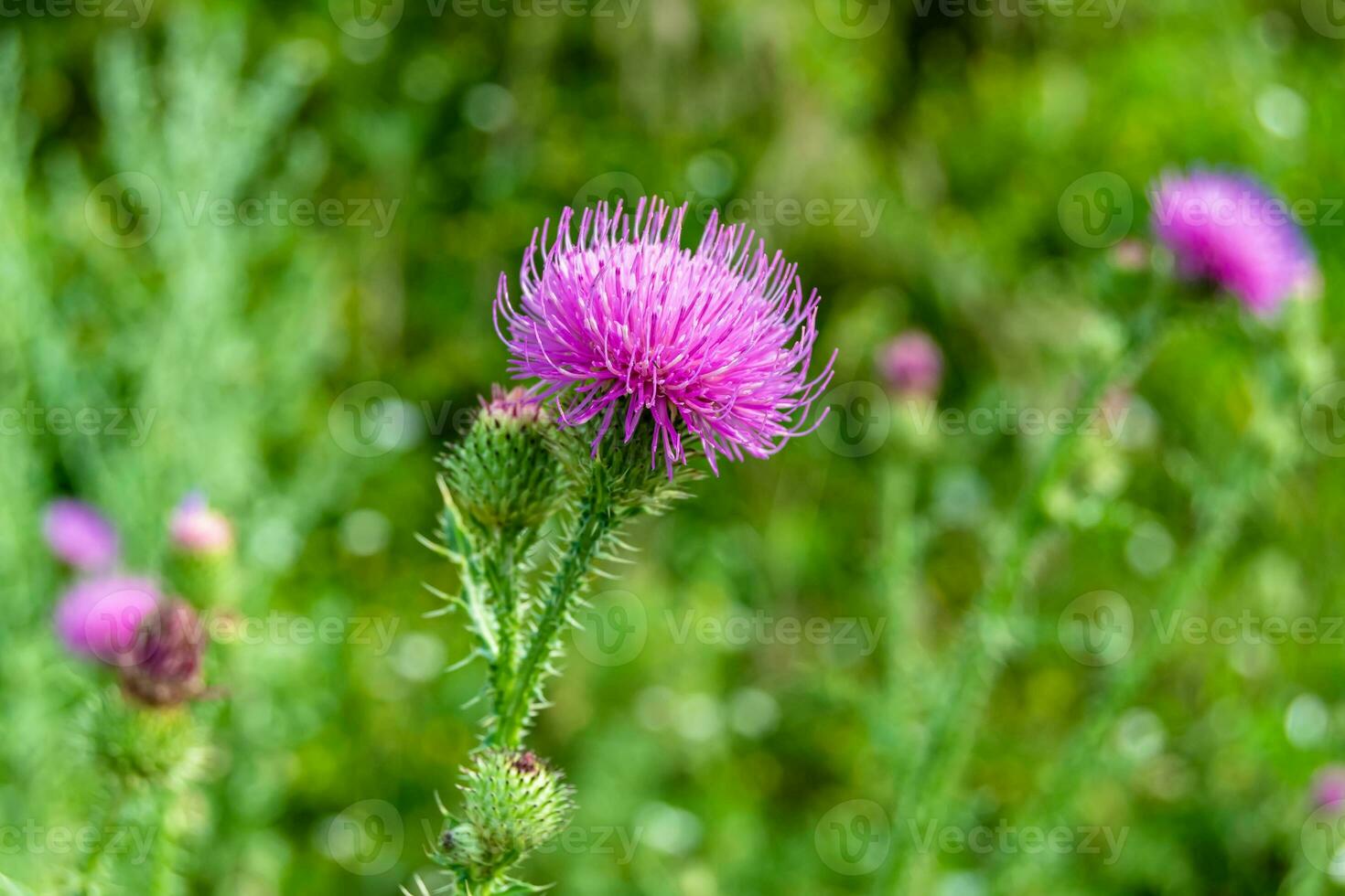 schöne wachsende Blumenwurzel Klettendistel auf Hintergrundwiese foto