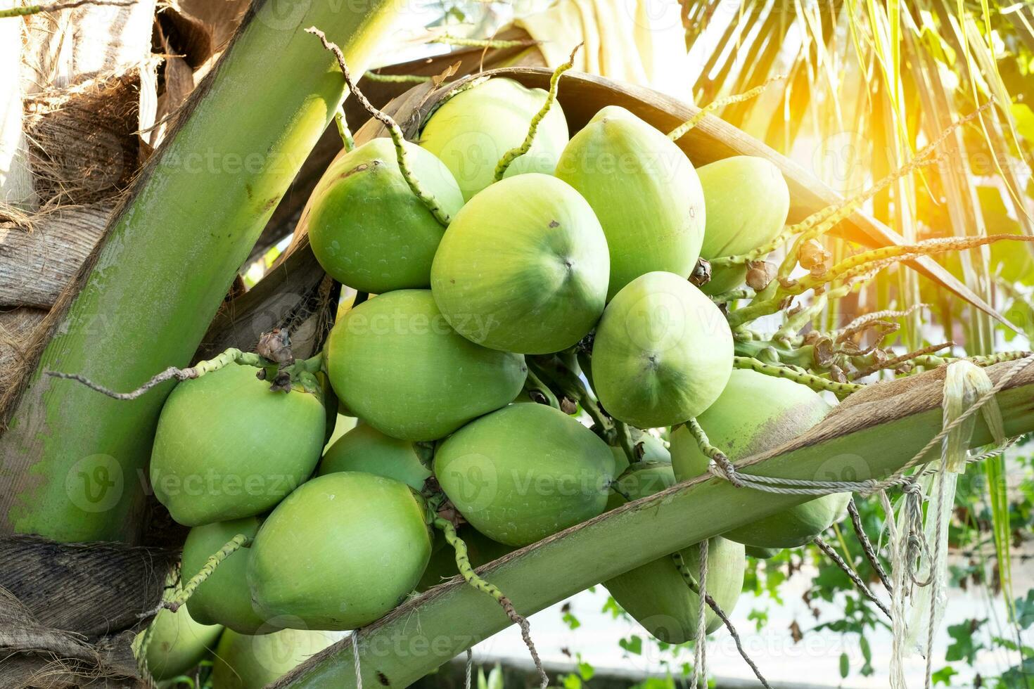 frischer Kokosnusscluster auf dem Kokosnussbaum foto