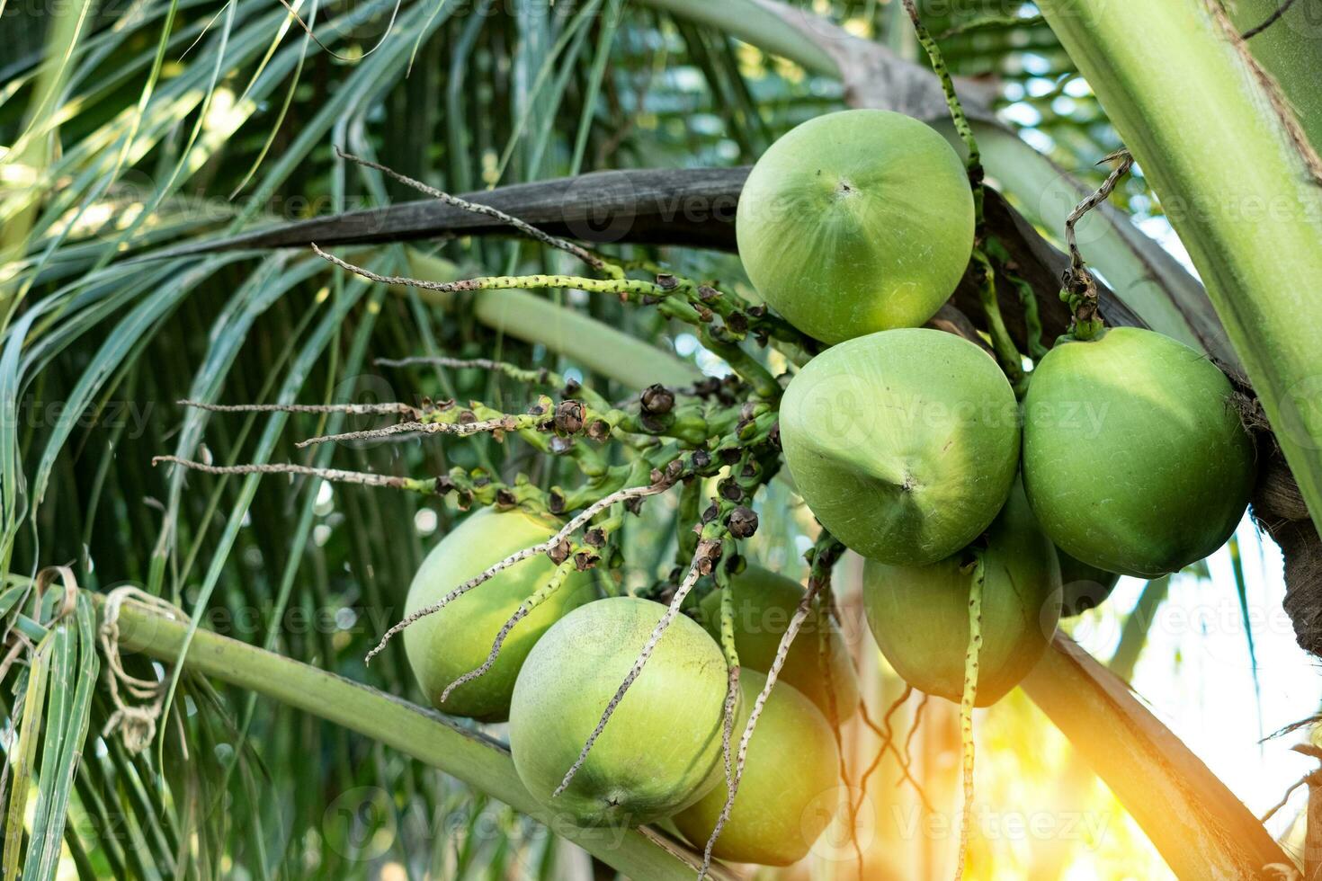 frischer Kokosnusscluster auf dem Kokosnussbaum foto