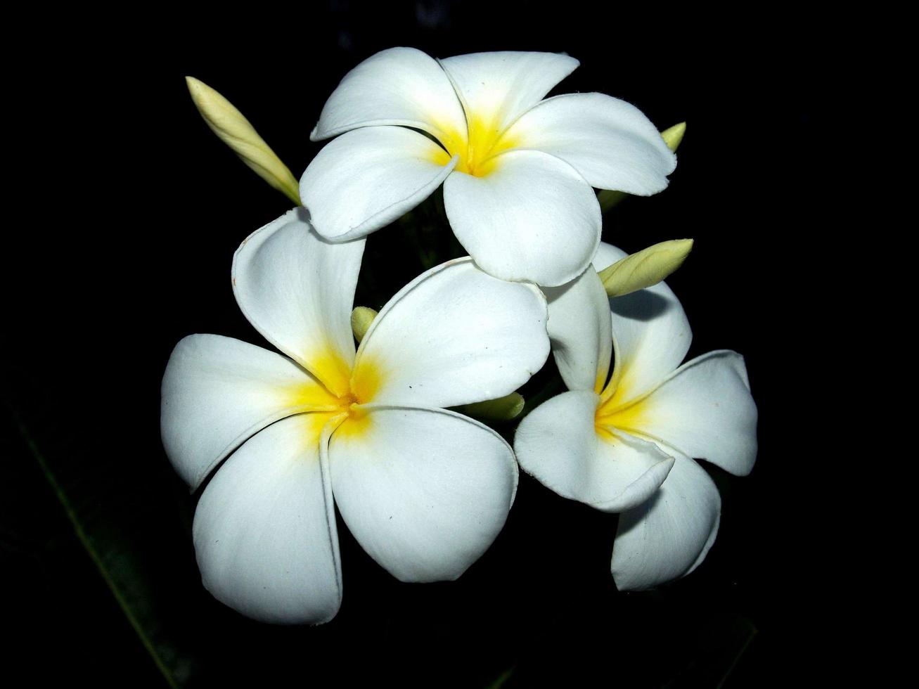 Plumeria blüht in der Natur foto