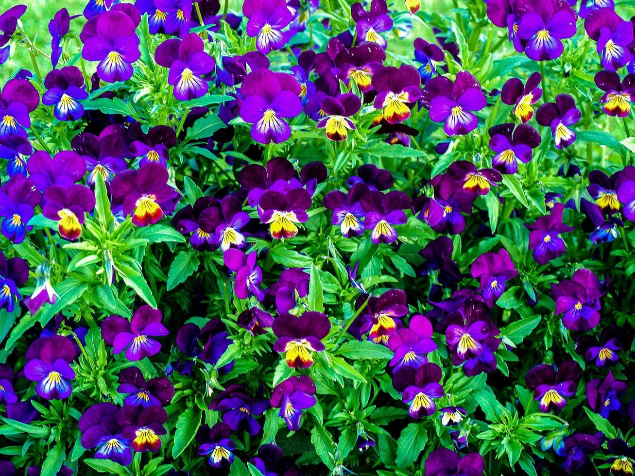 Blumen im Garten foto