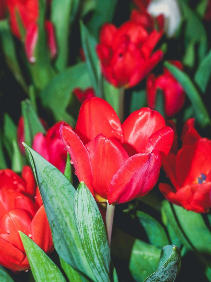 Tulpen im Park foto