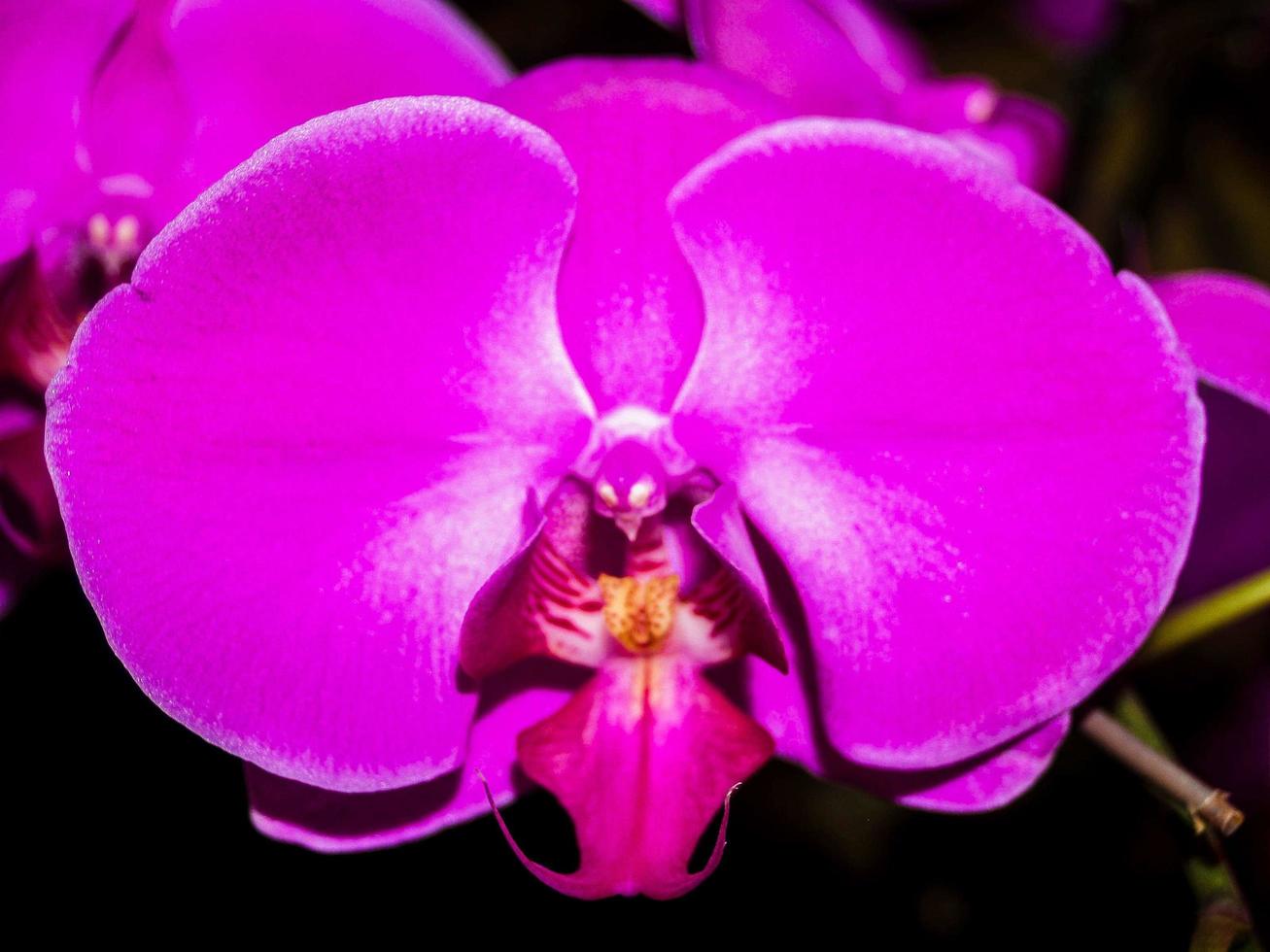 Orchidee in der Natur foto