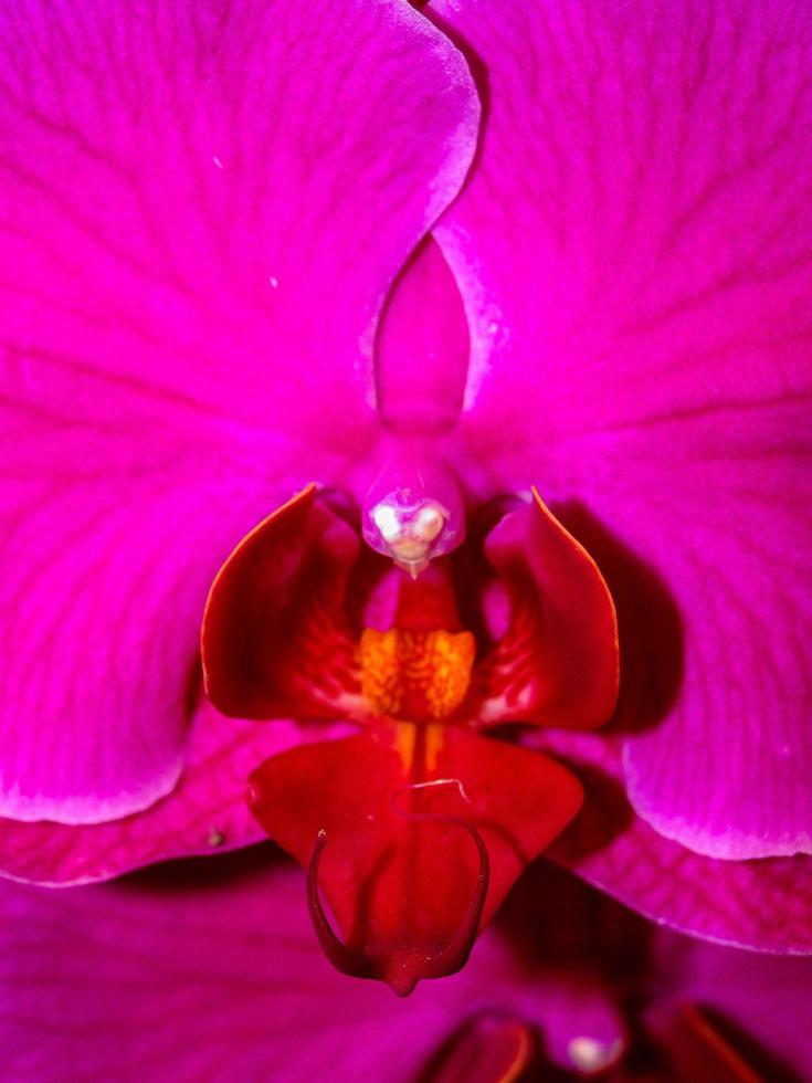 Orchidee in der Natur foto