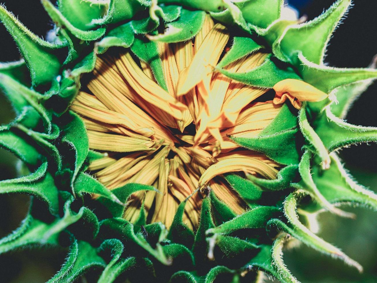 Sonnenblumen-Nahaufnahme in der Natur foto