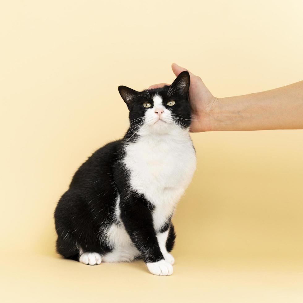 Person, die Schwarzweiss-Katze streichelt foto