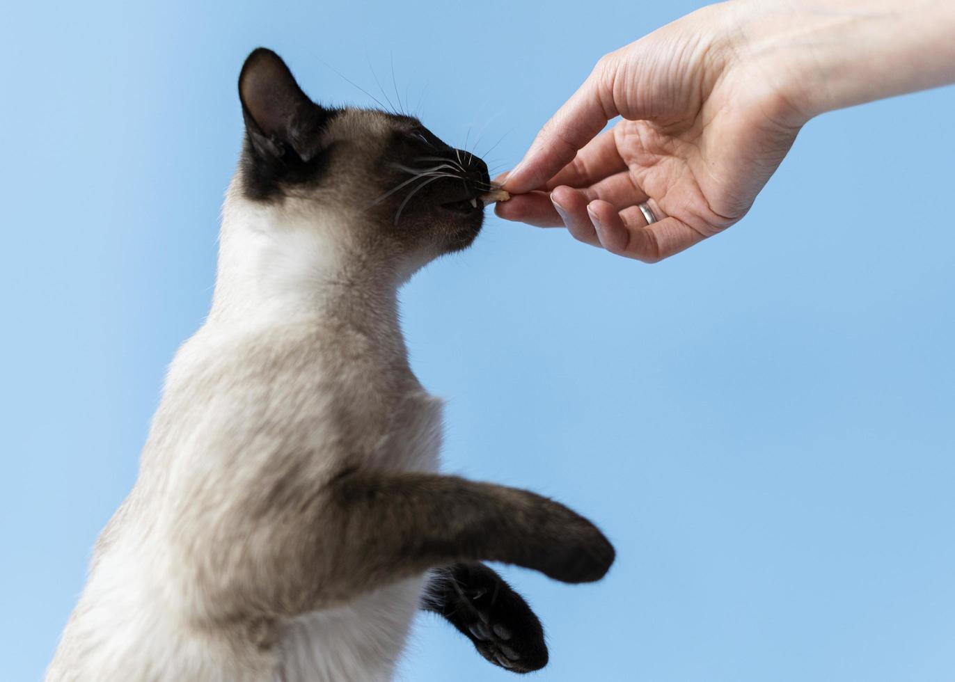 Katze frisst einen Leckerbissen aus menschlicher Hand foto