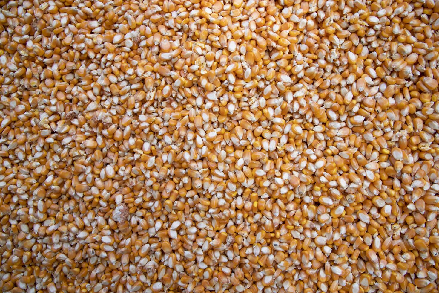 organisch Mais Samen Muster Textur können Sein benutzt wie ein Hintergrund Hintergrund foto
