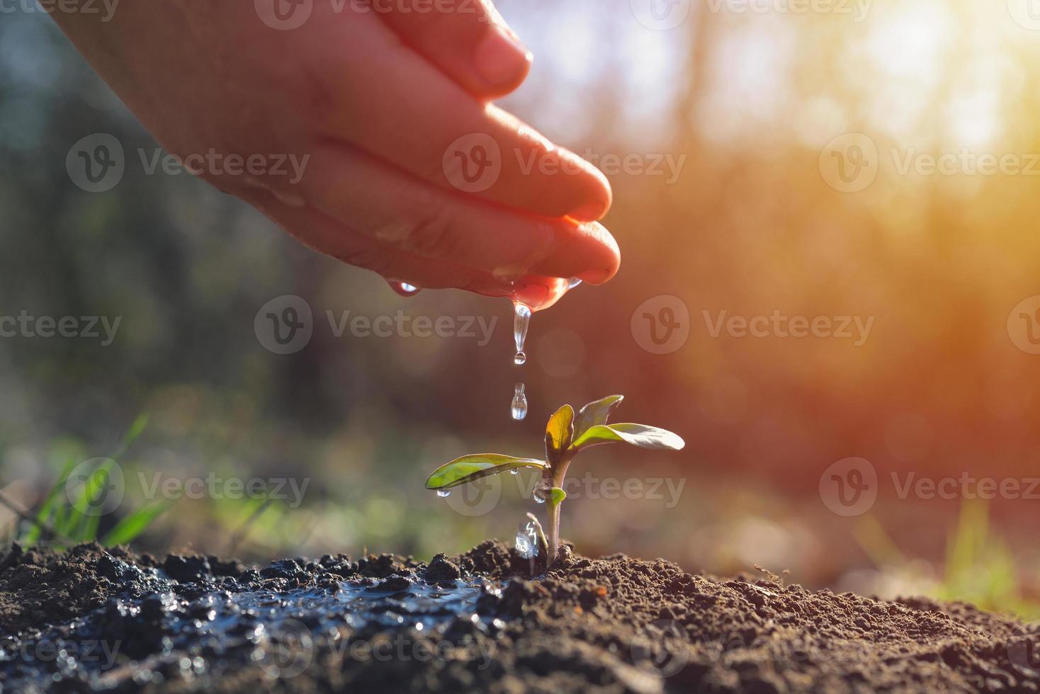 junger Bauer, der eine junge Pflanze wässert, die im Garten mit Tageslichtkonzept des Sonnenlichts wächst foto