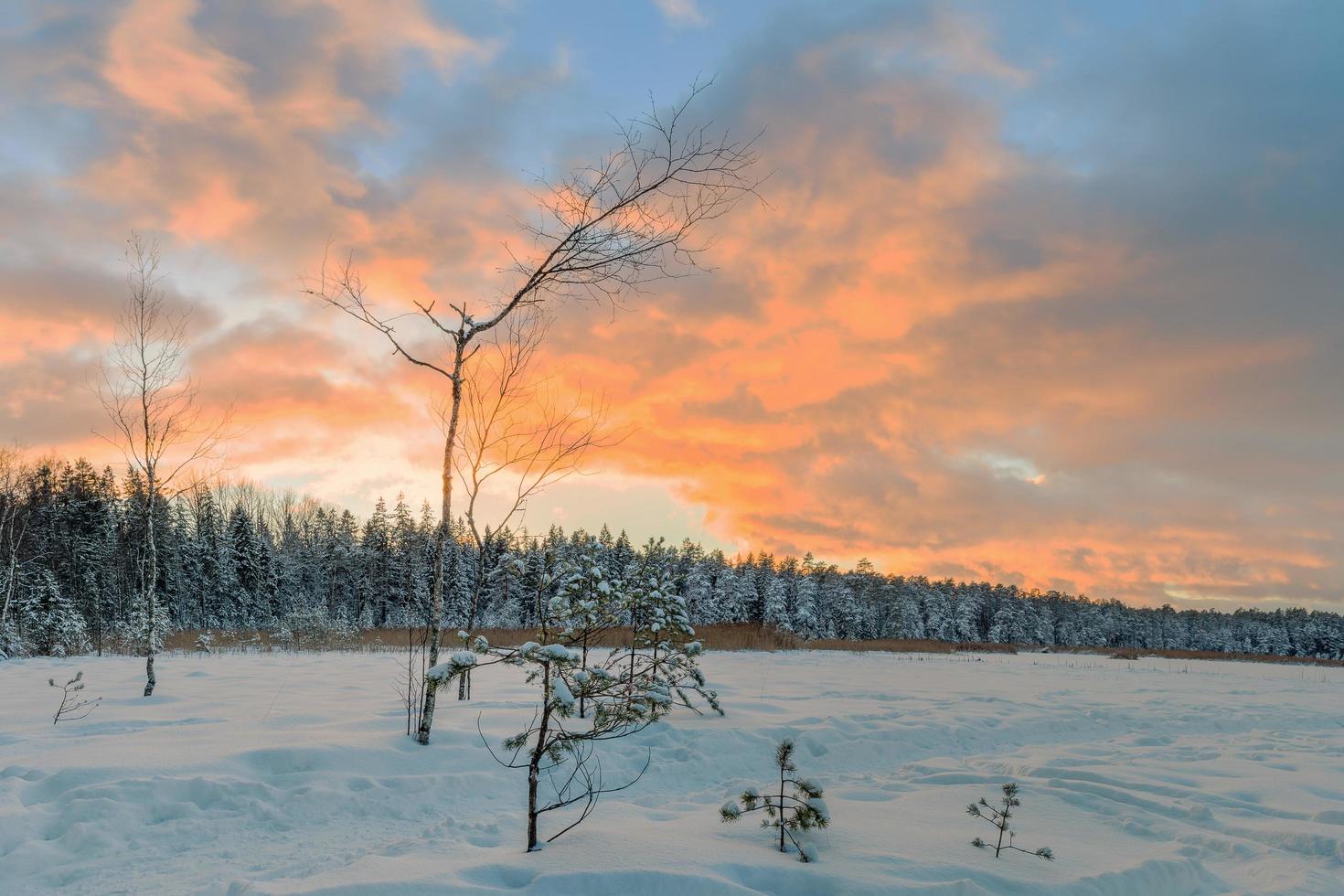 frostiger Morgen in Hochmoorlandschaft mit den gefrorenen Pflanzen Lettland foto