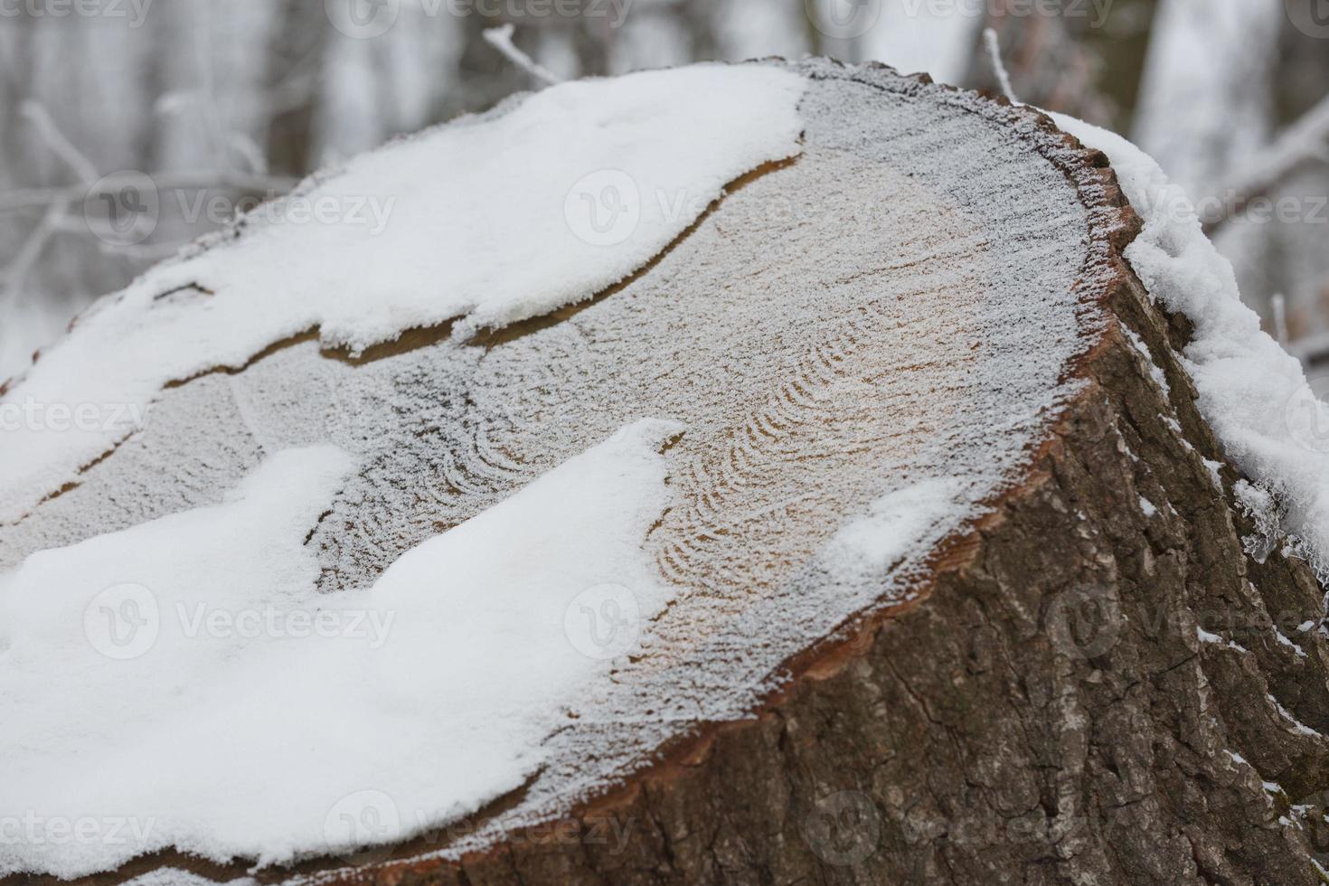 abstraktes Musterdetail des gefrorenen Stammes, der durch Schnee bedeckt wird foto