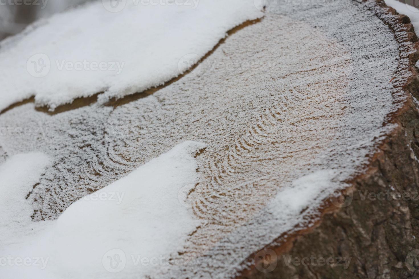 abstraktes Musterdetail des gefrorenen Stammes, der durch Schnee bedeckt wird foto