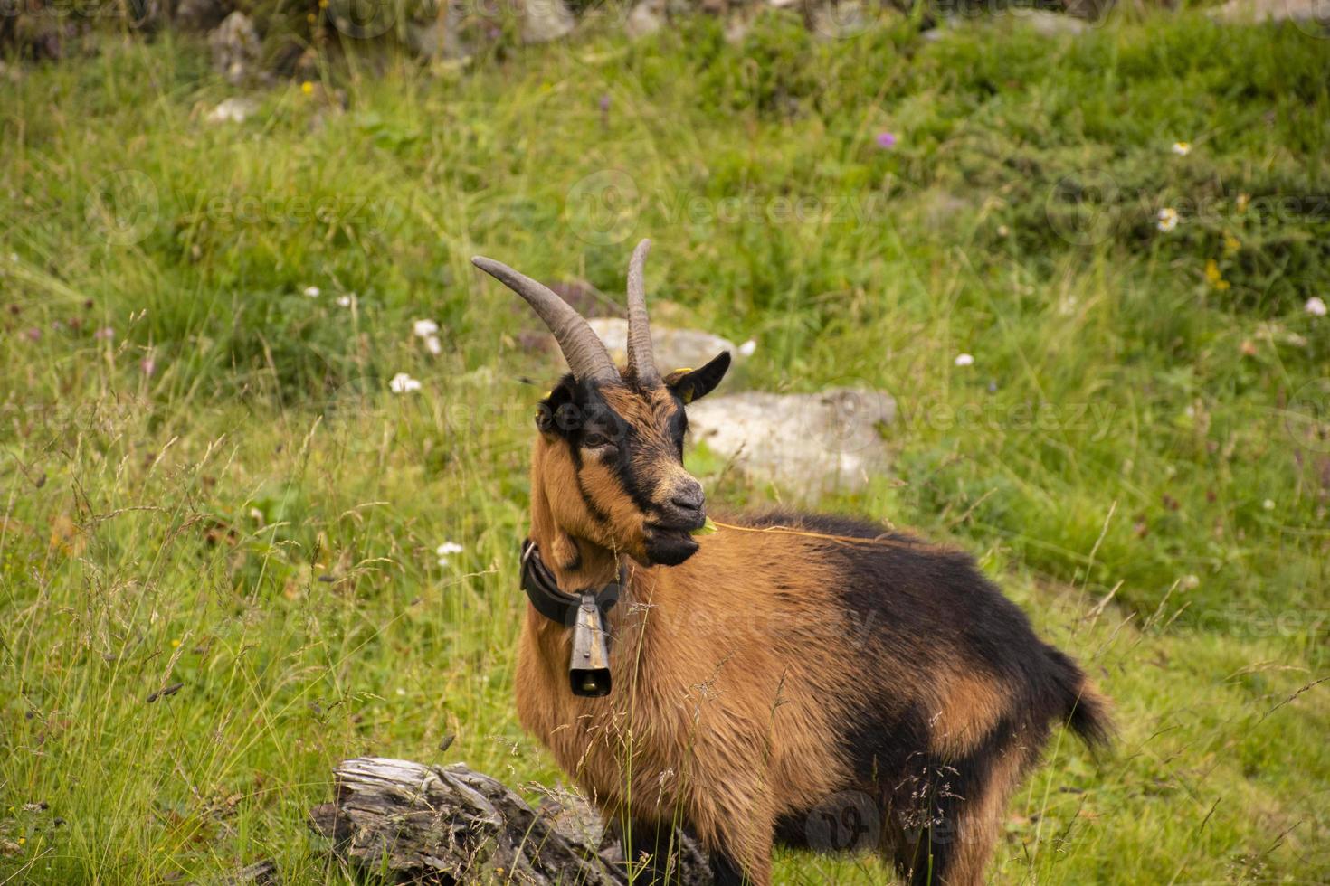 Ziegen, die auf den Wiesen von Südtirol grasen foto