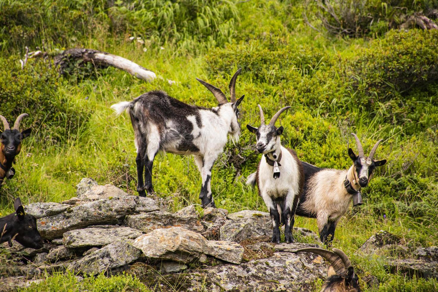 Ziegen, die auf den Wiesen von Südtirol grasen foto