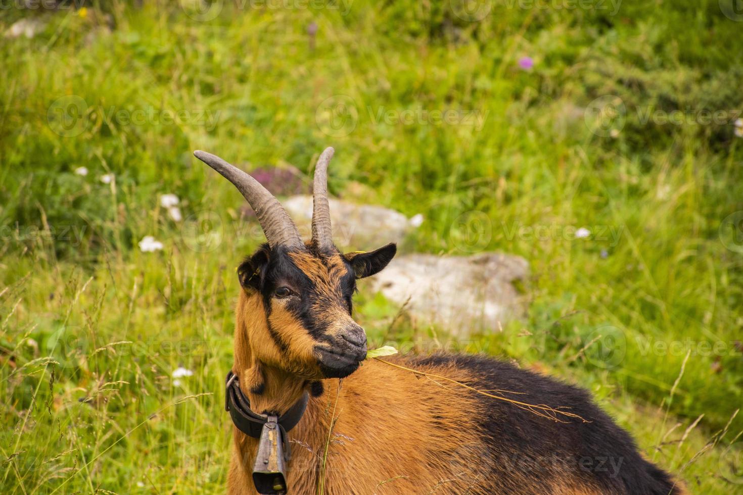 Ziege, die auf den Wiesen von Südtirol weidet foto