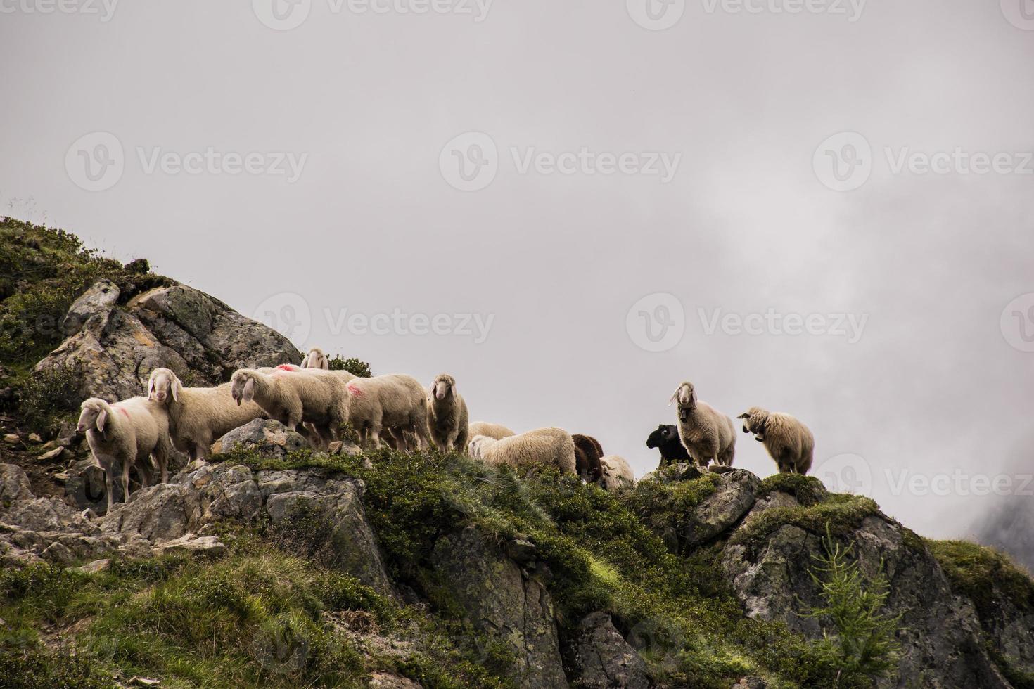 Schafe, die in Tyrol weiden foto