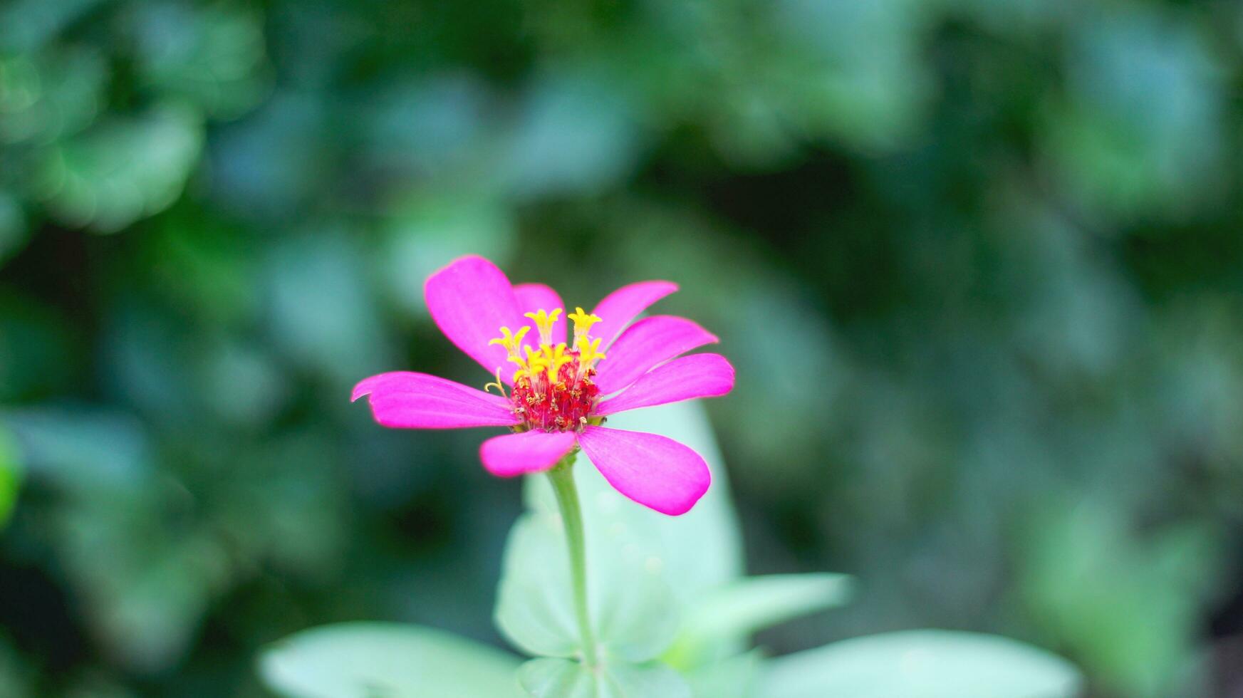 Rosa Zinnie peruviana Blume mit Gelb rot Fäden und perfekt Blütenblätter Lager Foto