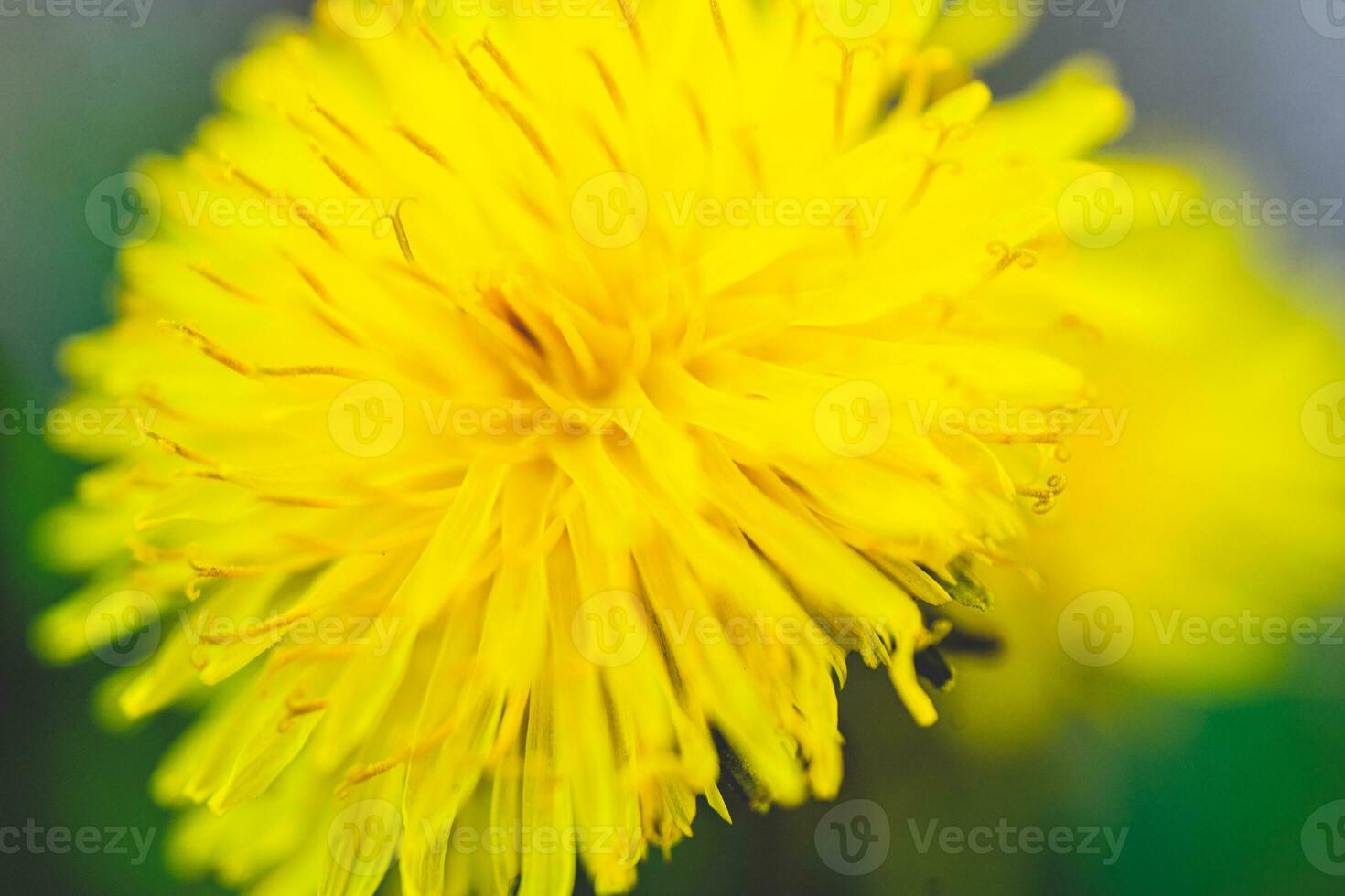 Blumen im das Garten beim Frühling Zeit. foto