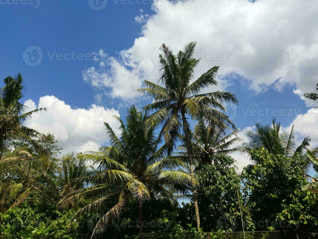 Kokosnuss Baum mit Blau Hintergrund foto