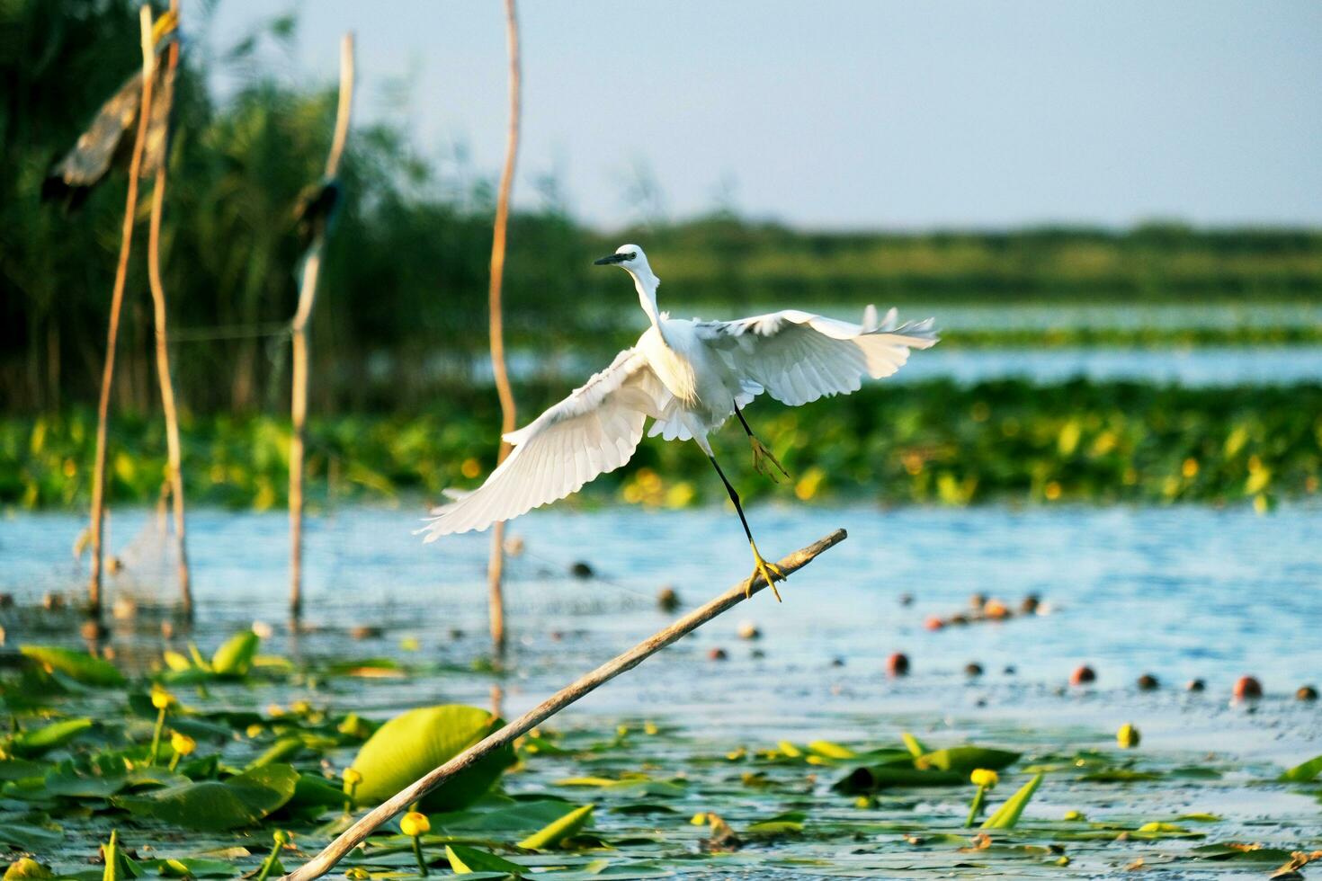 wenig Reiher Vögel beobachten Donau Delta Rumänien foto