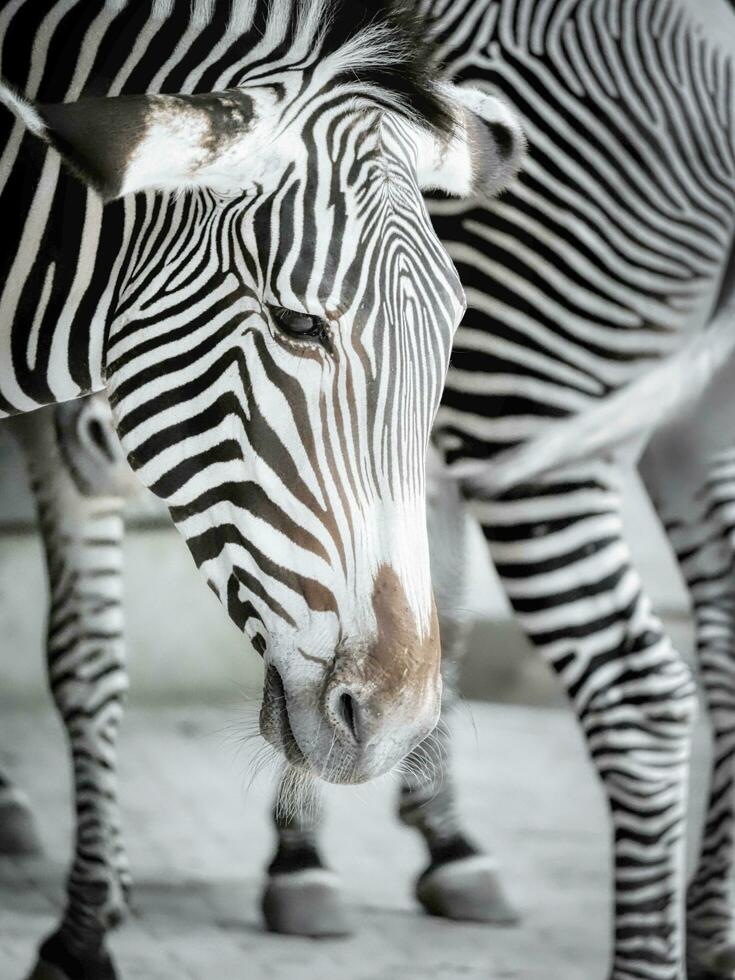 afrikanisch Urwald Zebras sind sehr groß und schön zu aussehen beim foto