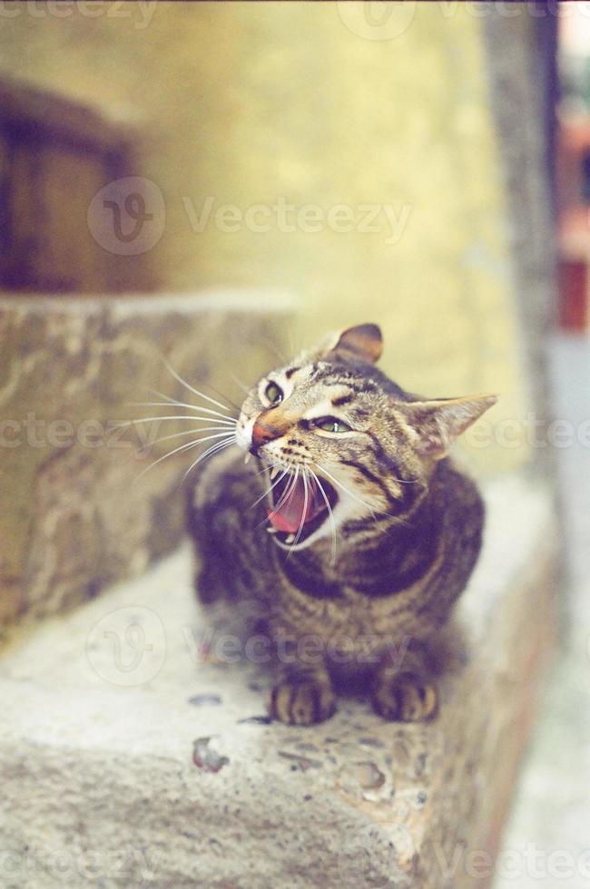 hungrige Katze in Vernazza foto