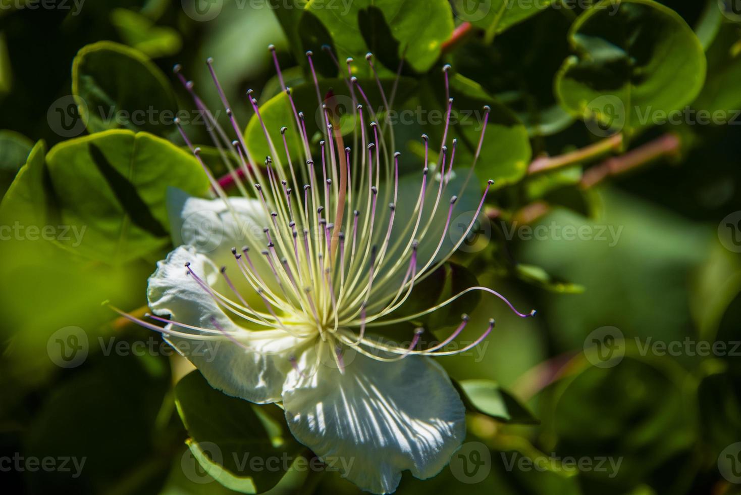 schöne Kapernblume bei Limone Sul Garda, Italien foto