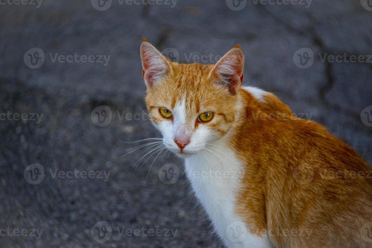 Nahaufnahme einer roten und weißen Katze auf der Straße foto