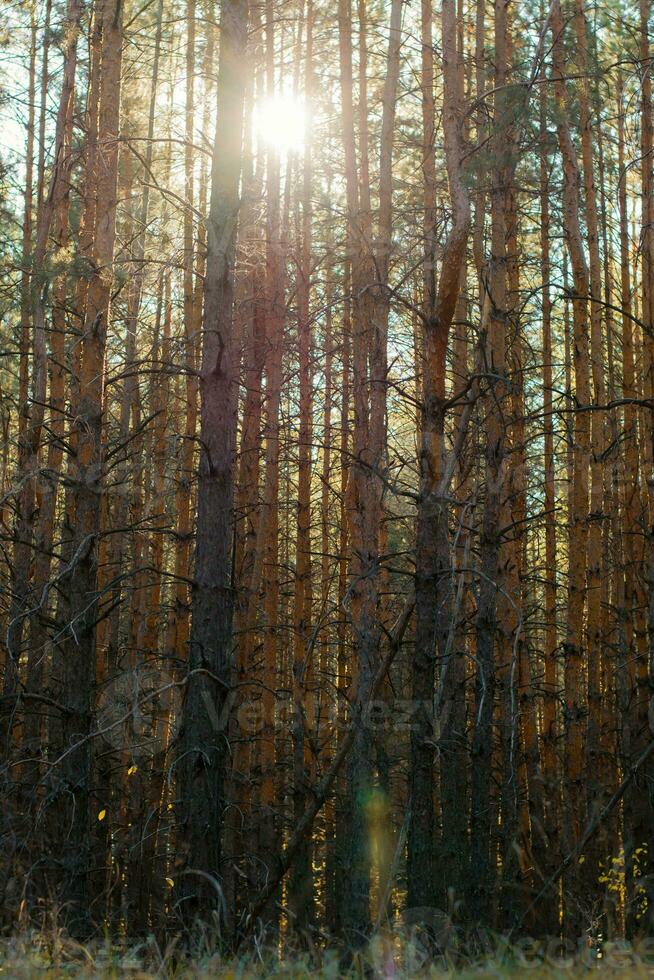 dicht Nadelbaum Wald. das Sonne Strahlen machen ihr Weg durch das alt knotig Stämme von Kiefer Bäume. Vertikale Aussicht foto