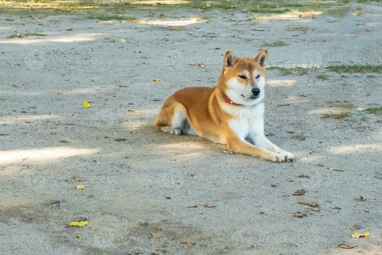 Shiba inu, japanisch Hund Rassen, ein klein Hund foto