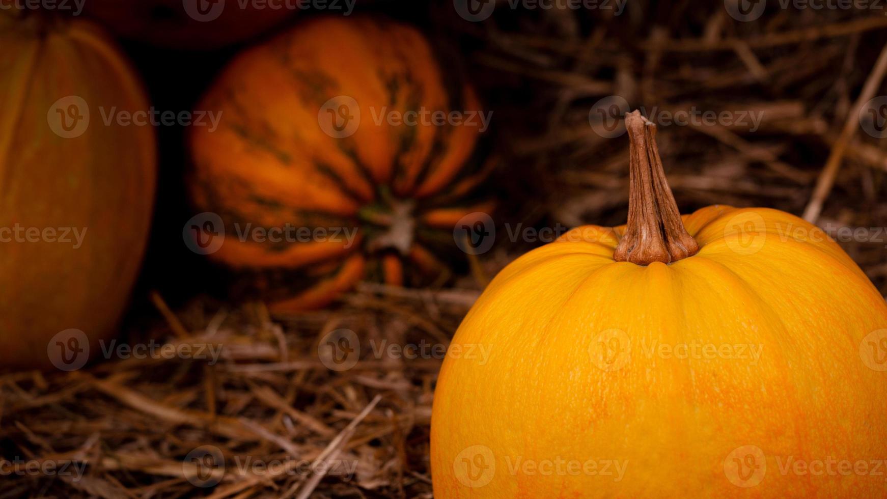 großer orange frischer Kürbis auf Heu foto