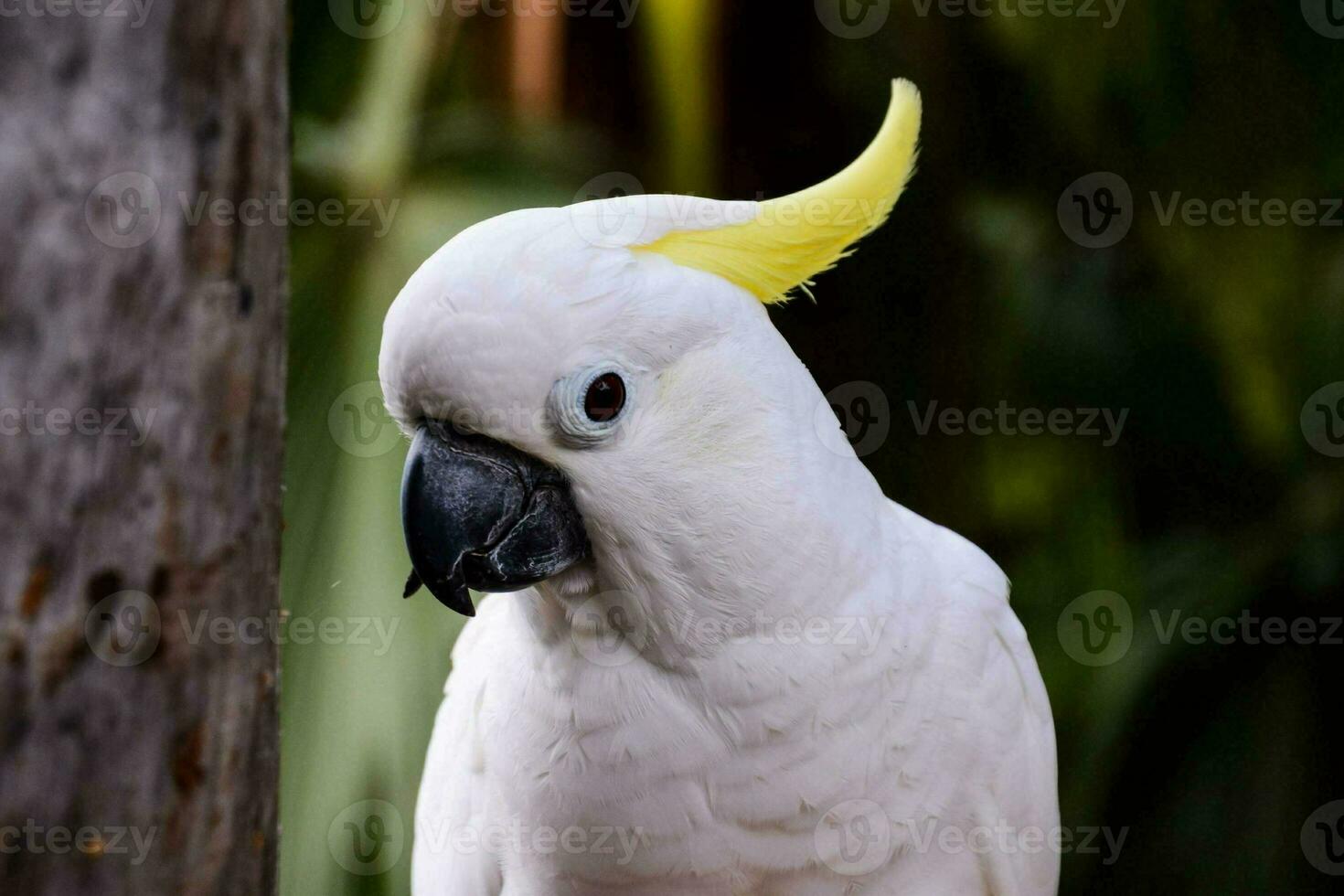 schöne Vogelnahaufnahme foto