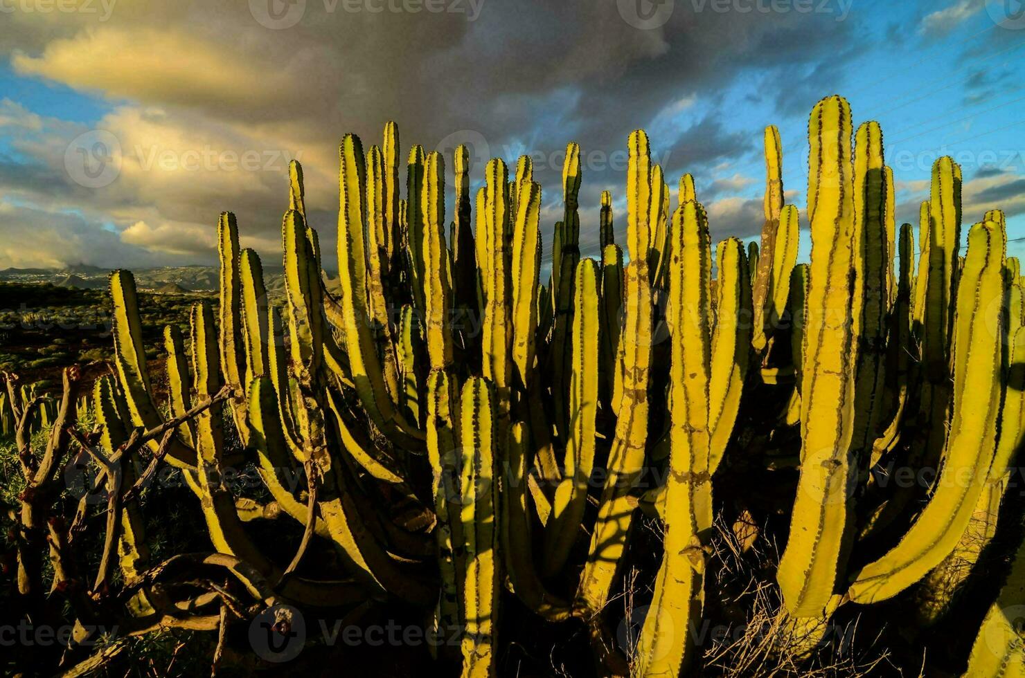 malerische Wüstenansicht foto