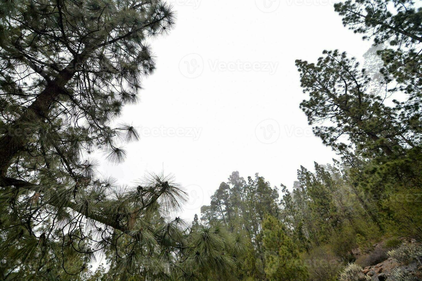 malerischer Waldblick foto