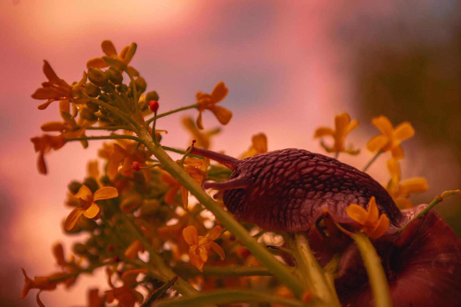 Burgunder Schnecke bei Sonnenuntergang in dunkelroten Farben und in einer natürlichen Umgebung foto