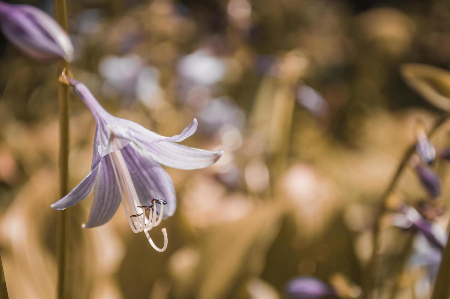 lila Glockenblume im gelben Hintergrund foto