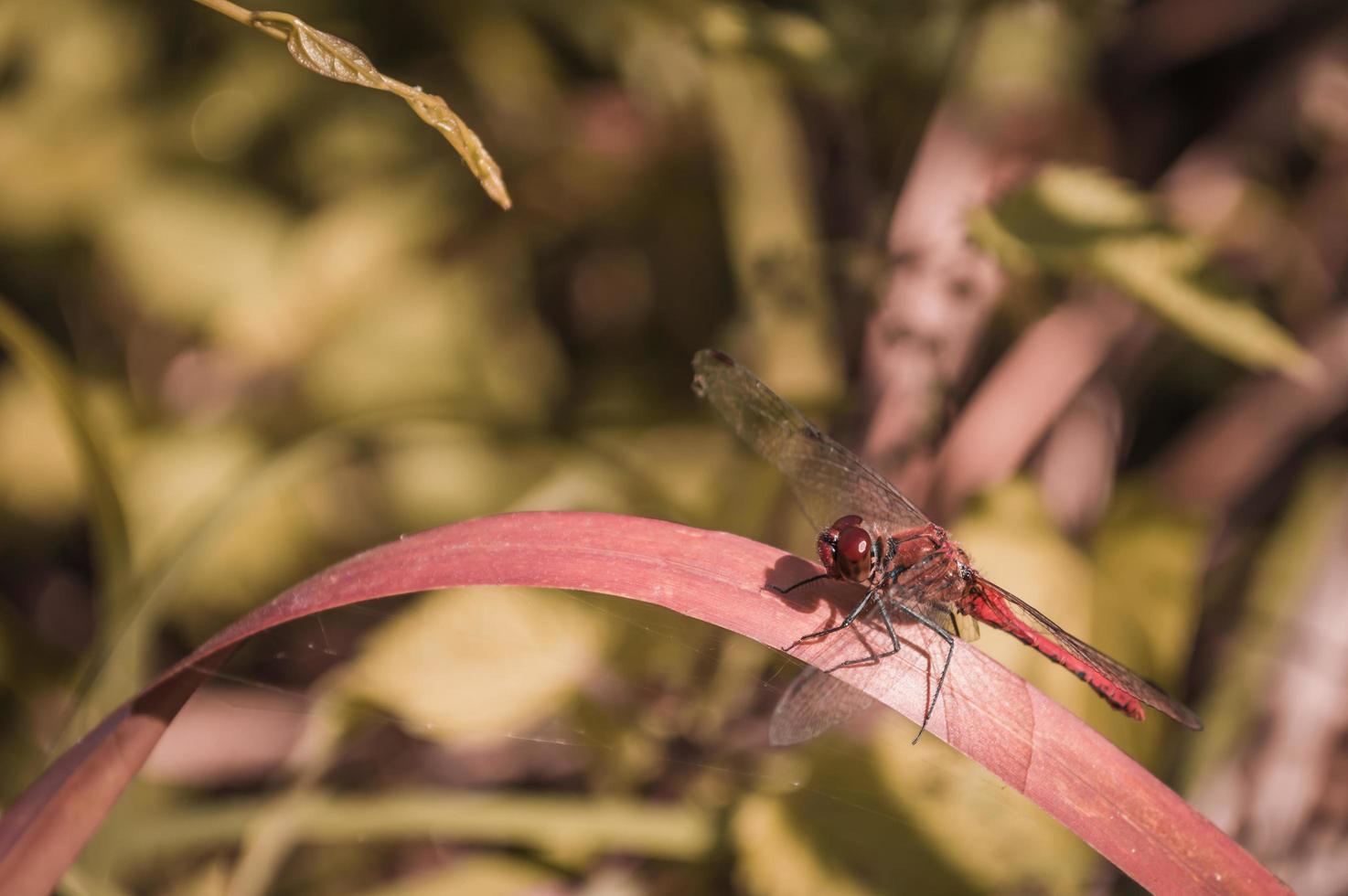 rote Libelle auf einem roten Grasblatt foto